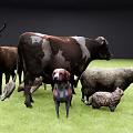 Different Reptile Species Living In Green Grassland With Other Animals