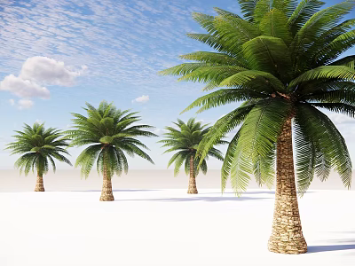Tall Palm Trees Standing On Open Sandy Ground Under Blue Sky With White Clouds 3d model