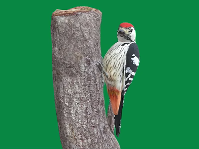Red Crowned Woodpecker with Black and White Feathers Clinging to Tree Trunk Against Green Background 3d model