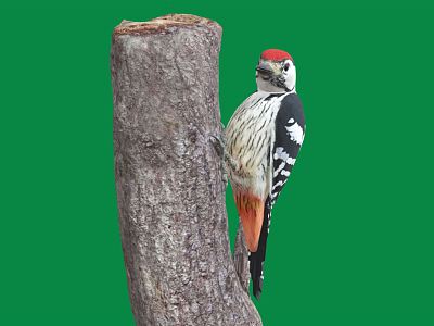 Modern woodpecker model