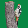 Red Crowned Woodpecker with Black and White Feathers Clinging to Tree Trunk Against Green Background