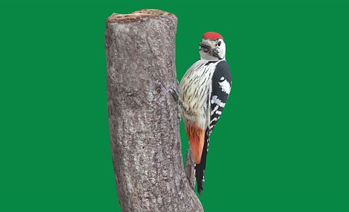 Modern woodpecker 3d model