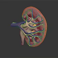3D Rendered Human Brain Anatomical Structure Model with Detailed Layers