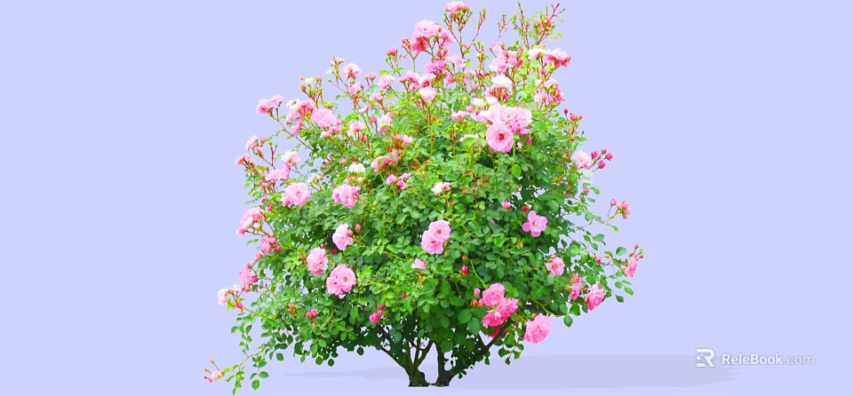 Lush Flowering Shrub Blooming With Pink Roses And Green Leaves Against Light Purple Background 3d model 