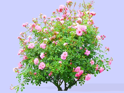 Lush Flowering Shrub Blooming With Pink Roses And Green Leaves Against Light Purple Background 3d model