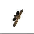 Detailed Cicada With Patterned Transparent Wings And Metallic Body On Black Background