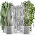 Various Green Potted Plants with Lush Foliage in Modern Black Pots for Indoor Decoration