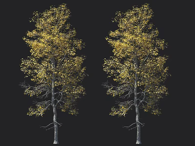 Tall Arbor With Golden Autumn Leaves And Grayish Brown Trunk On Black Background 3d model