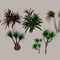 Various Types Of Arbor Trees With Different Leaf Shapes And Trunk Features