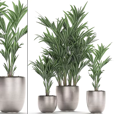 Lush Green Potted Plants In Silver Metal Pots With Multiple Sizes For Indoor Decor 3d model