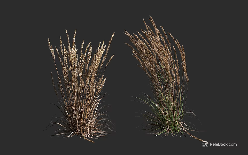 Ornamental Shrubs With Long Stems And Brown Green Foliage For Landscaping 3d model 
