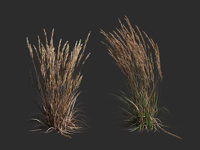 Ornamental Shrubs With Long Stems And Brown Green Foliage For Landscaping 3d model