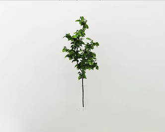 beautiful green plants 3d model