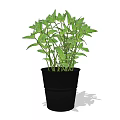 Indoor Decorative Bonsai Potted Plant With Fresh Lush Green Leaves In Black Pot