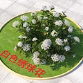 White Hydrangea Flowers Blooming Fresh On Circular Green Lawn Arrangement