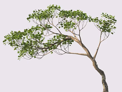 Lush Green Tree With Curved Trunk And Dense Foliage On Light Background 3d model