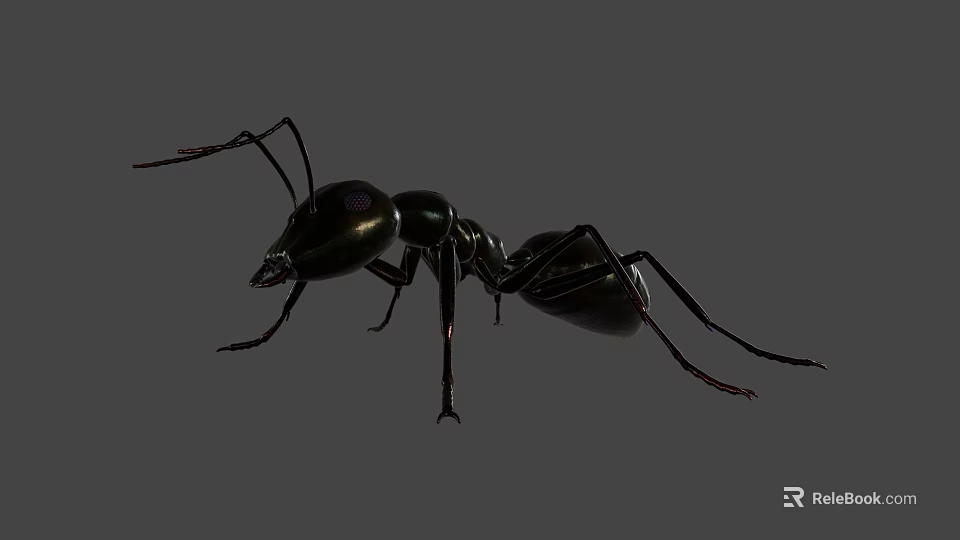 Detailed Black Reptile With Shiny Exoskeleton And Long Legs On Gray Background 3d model 