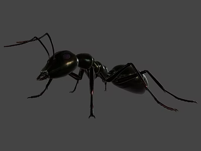 Detailed Black Reptile With Shiny Exoskeleton And Long Legs On Gray Background 3d model