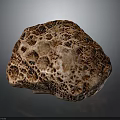 Brown Sea Sponge With Honeycomb Like Pores On Dark Background