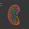 3D Rendered Kidney Anatomical Structure With Red And Blue Blood Vessels Details