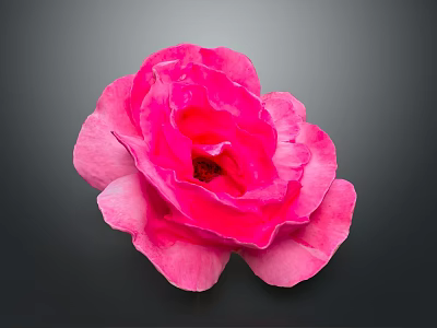 Vibrant Pink Rose Isolated on Dark Background with Detailed Petal Structure 3d model