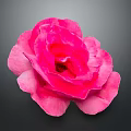 Vibrant Pink Rose Isolated on Dark Background with Detailed Petal Structure