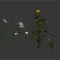Diverse Garden Plants With White Yellow Flowers And Green Stems Leaves