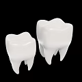Two Detailed White Dental Tooth Models Isolated On Black Background