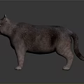Gray Cat Standing on Smooth Reflective Dark Surface with Light Gradient