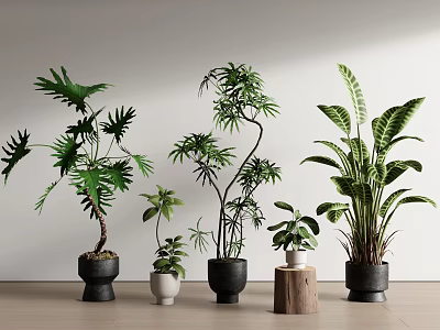 Various Bonsai Potted Plants in Black White Pots on Wooden Floor with Light Wall 3d model