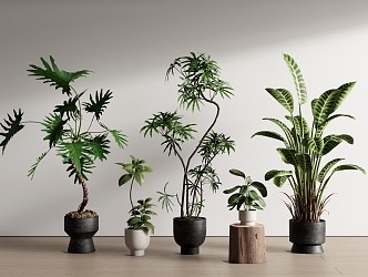 potted plants potted plants 3d model