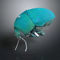 Vibrant Teal Flying Beetle Showcasing Metallic Sheen Rounded Body And Antennae