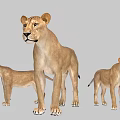 Three Different Sizes of Reptile Models Standing on Gray Background Scene
