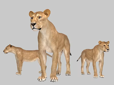 Three Different Sizes of Reptile Models Standing on Gray Background Scene 3d model