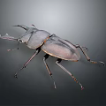 Stag Beetle With Large Mandibles And Dark Exoskeleton Isolated On Gray Background