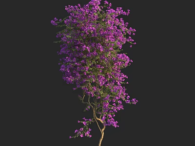 Vibrant Blooming Purple Flowers With Lush Green Leaves On Black Background 3d model