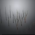 Leafless Trees With Slender Trunks In Dark Background And Ground Reflections