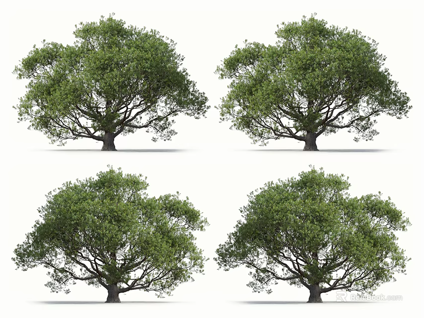 Arbor Trees With Lush Green Canopy And Sturdy Trunk 3d model
