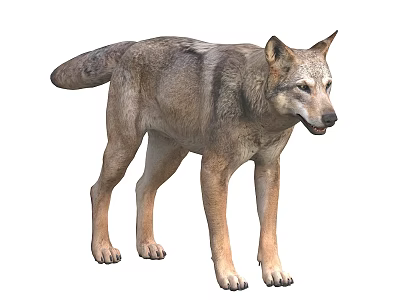 Detailed Realistic Standing Wolf Wild Animal 3D Rendering Isolated On White Background 3d model