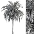 Tall Tropical Palm Tree With Lush Green Fronds And Brown Fruit Clusters