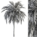 Green palm tree with fruit 3d model