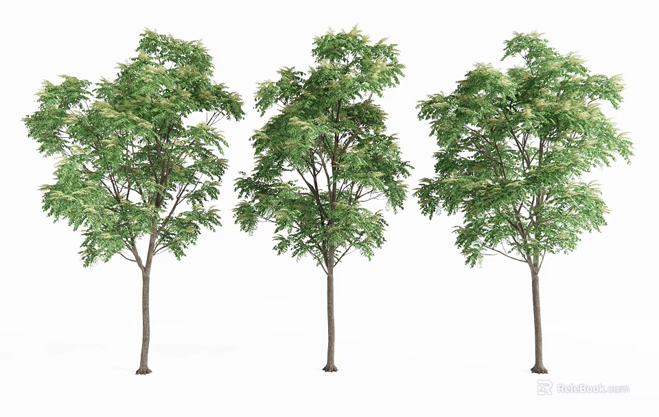 Three Tall Arbor Trees With Lush Green Foliage And Straight Trunks 3d model 
