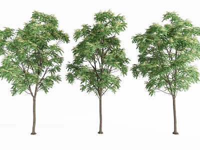 Three Tall Arbor Trees With Lush Green Foliage And Straight Trunks 3d model