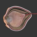 Detailed 3D Human Eye Anatomical Structure Showing Retina And Blood Vessels