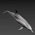Graceful Dolphin Swimming In Deep Ocean With Sleek Body And Long Beak