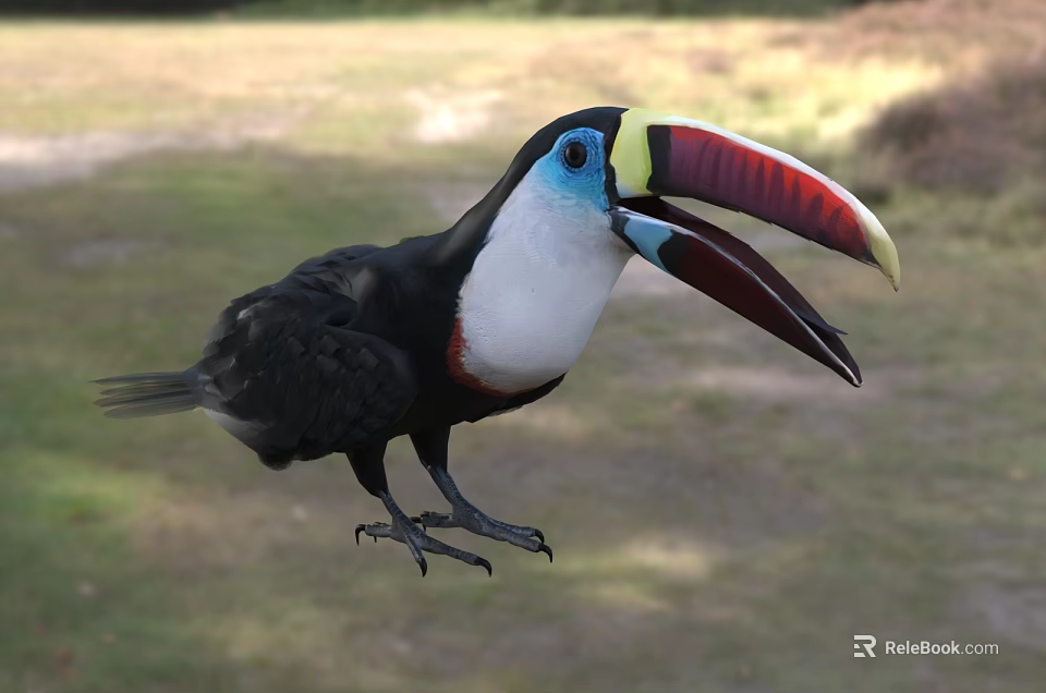 Colorful Toucan With Red Yellow Beak Blue Eyes Black White Feathers In Natural Outdoor 3d model 