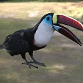 Colorful Toucan With Red Yellow Beak Blue Eyes Black White Feathers In Natural Outdoor