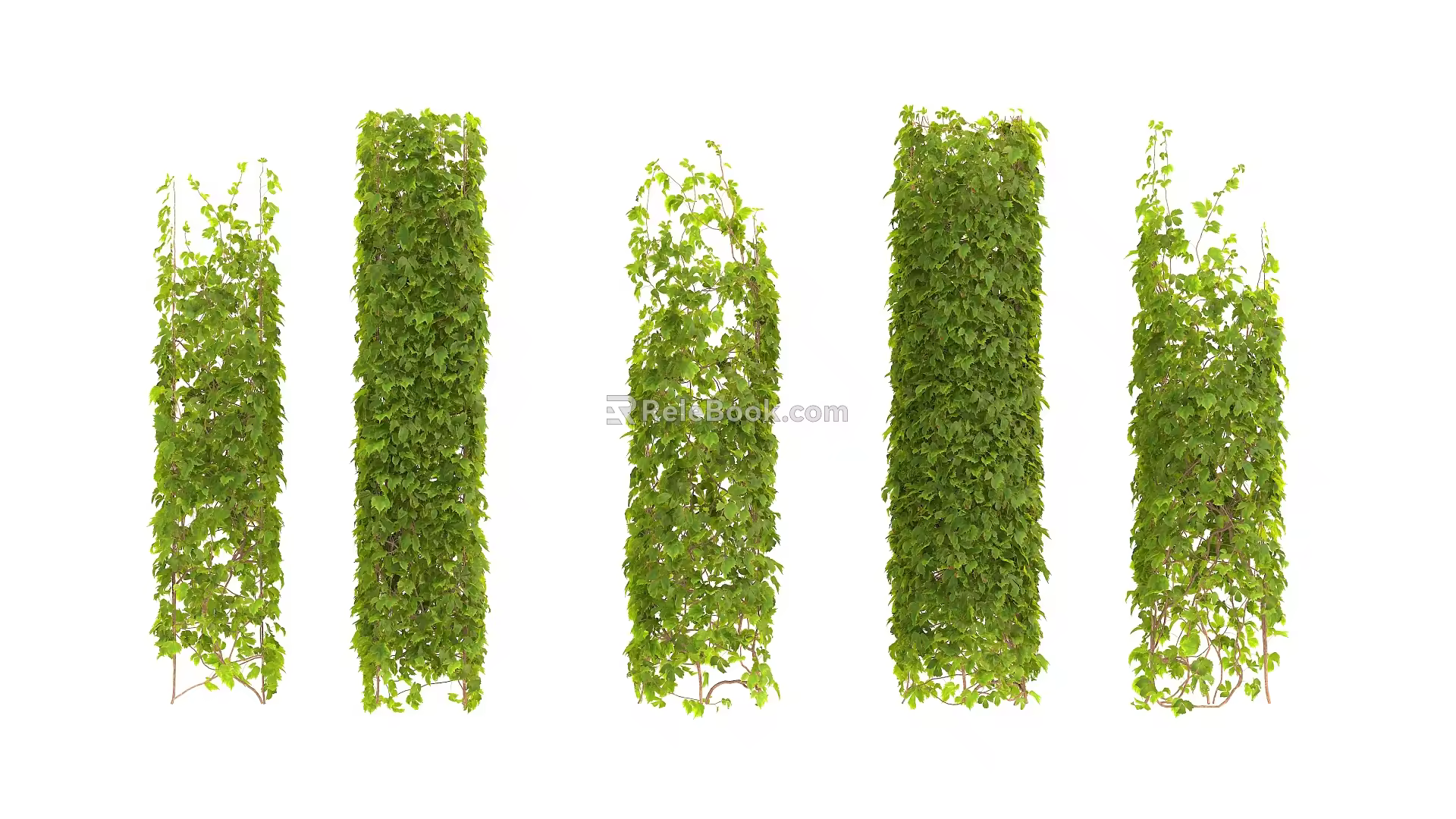 Modern Vine Climbing Vine 3d model