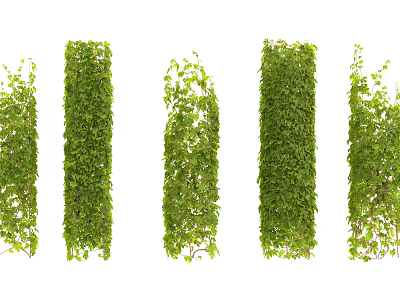 Lush Green Climbing Vines Displaying Various Vertical Growth Shapes As Natural Garden Decor Elements 3d model