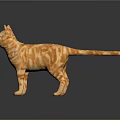 Striking Orange Tabby Cat Standing On Shiny Surface With Black Background